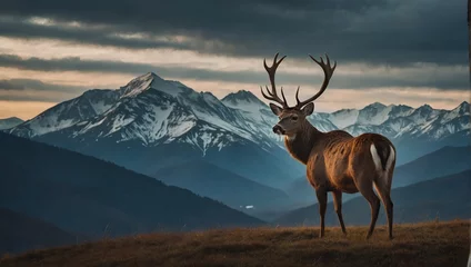 Foto op Aluminium Deer in the mountain background © Jayk