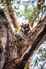 Vocal Koala Captured Amidst the Lush Greenery of Australian Forest, Otway National Park