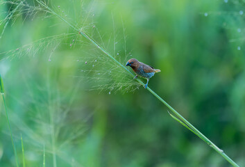 A Scaly-breasted Munia ( Lonchura punctulata ) stands on the slender grass. Minneriya National Park is a&nbsp;national park&nbsp;in&nbsp;North Central Province&nbsp;of&nbsp;Sri Lanka.