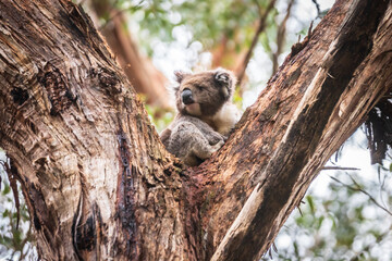 Whispers of the Forest: Koala’s Serene Eucalyptus Haven, Otway National Park, Australia