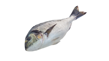Gilt-head bream fish frozen isolated on white with clipping path