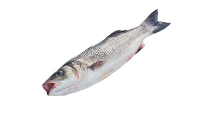 Bass fish frozen isolated on white with clipping path