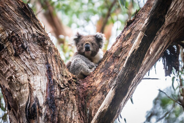 Whispers of the Forest: Koala&rsquo;s Serene Eucalyptus Haven, Otway National Park, Australia