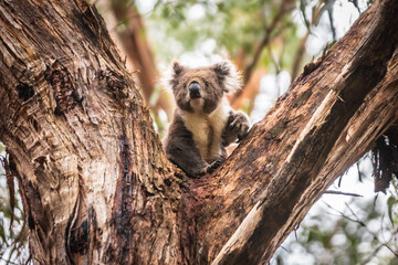 Curious Koala Clinging to Eucalyptus in Natural Habitat, Otway National Park, Australia © Bossa Art