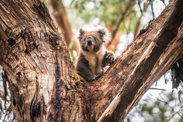 Curious Koala Clinging to Eucalyptus in Natural Habitat, Otway National Park, Australia