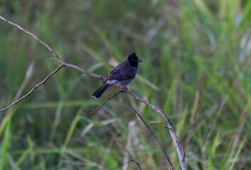 A Red-vented Bulbul ( Pycnonotus cafer )  stands on a branch. Minneriya National Park is a national park in North Central Province of Sri Lanka.