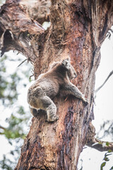 Graceful Koala Descends Eucalyptus Haven in Otway National Park, Australia