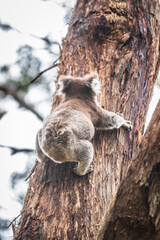 Graceful Koala Descends Eucalyptus Haven in Otway National Park, Australia