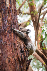 A Curious Koala Ascends a Tree Amidst the Forest, Otway National Park, Australia