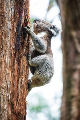 A Curious Koala Ascends a Tree Amidst the Forest, Otway National Park, Australia