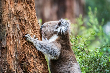 A Gentle Koala’s Quiet Descent Amidst Eucalyptus Whispers in Otway National Park, Australia