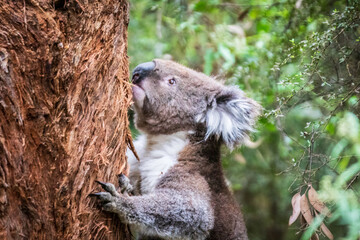 A Gentle Koala’s Quiet Descent Amidst Eucalyptus Whispers in Otway National Park, Australia