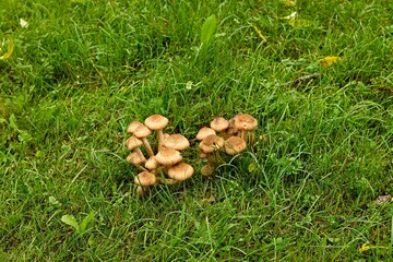 Group of mushrooms in the green grass background in autumn.