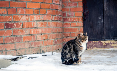 A beautiful spotted cat is sitting in the snow - 754198848
