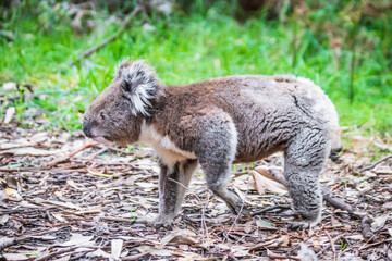 Koala’s Ground-Level Exploration in Otway National Park, Australia
