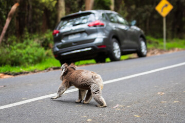 Koala’s Uncharted Journey Along the Asphalt Path, Australia