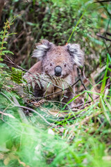 Adventurous Koala Takes a Stroll from the Bushes, Otway National Park, Australia