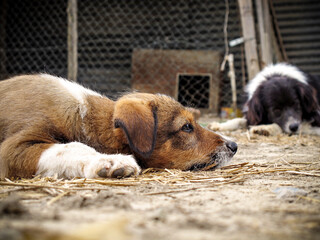 Adorable lazy do laying on the ground