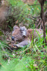 Adventurous Koala Takes a Stroll from the Bushes, Otway National Park, Australia