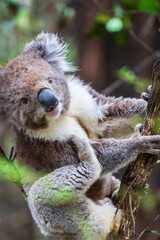 Curious Koala Clinging to a Branch in Lush Australian Forest, Otway National Park
