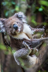 Curious Koala Clinging to a Branch in Lush Australian Forest, Otway National Park