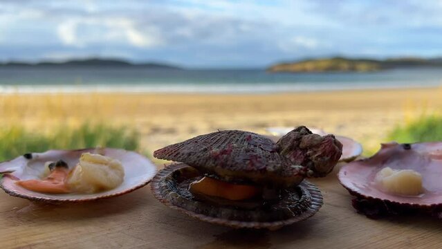 Seafood: live scallops in a shell before cooking. Fresh open scallop with scallop caviar and coral close-up. The Barents Sea in Teriberka. 4K