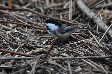 Naklejka premium La Plaine 8 Mars 2024