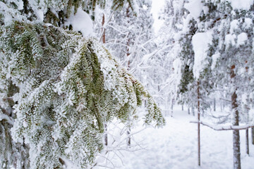 White frozen snow covering fir tree branches winter landscape scene
