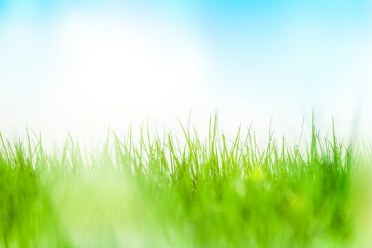 Grünes Gras Nahaufnahme vor blauem Hintergrund