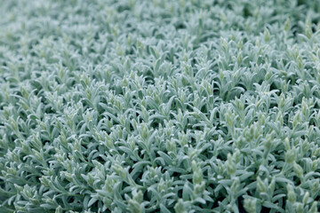 The soft, fuzzy texture of Stachys byzantina is highlighted in this close-up, showcasing the plant's intricate details and the calming silver-green color palette
