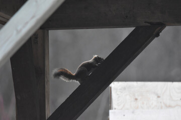 La Plaine 8 Mars 2024