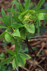 Hellebore or Christmas rose in the forest. Helleborus viridis plant in bloom with green flowers