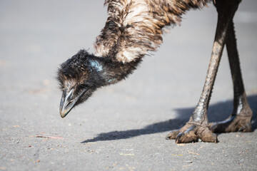Curious Emu Investigating the Ground on a Bright Day