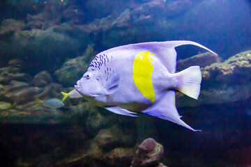 The crescent Angel fish, yellow-striped angel, maculosus (Latin Pomacanthus maculosus) is white with a yellow crescent stripe on a dark background of the seabed. Marine life, fish, subtropics.