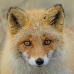 A beautiful close portrait of a wild Red Fox (Vulpes vulpes) in Hokkaido, Japan.