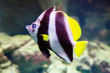 The pennant white butterfly fish (Latin Heniochus acuminatus) with beautiful transverse stripes of blue and white and yellow plumage on a dark background of the seabed. Marine life, fish, subtropics.