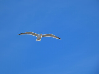 Fototapeta na wymiar Seagull in flight in Graal-Müritz (Baltic Sea, Germany)