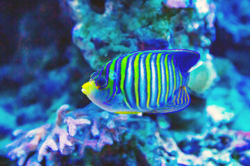 Fototapeta na wymiar The Imperial Angel fish (juvenile) (Latin Pomacanthus imperator) is blue with yellow stripes on a dark background of the seabed. Marine life, fish, subtropics.