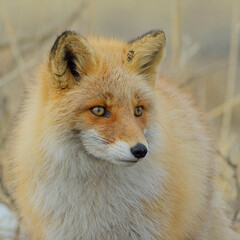A wild Red Fox (Vulpes vulpes) in Hokkaido, Japan.
