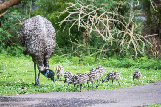 Mother Emu Stands Guard Over Striped Chicks, Tower Hill Wildlife Reserve, Australia