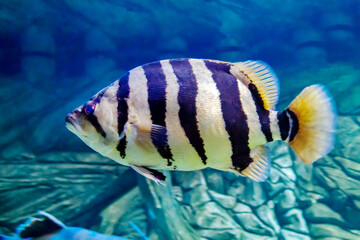 The Abudefduf common fish (Latin Abudefduf) is silvery in color with black stripes on a dark background of the seabed. Marine life, fish, subtropics.