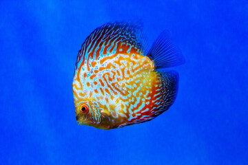 The Discus fish (Latin Symphysodon heckel) is golden in color with a beautiful pattern of red stripes on a dark background of the seabed. Marine life, fish, subtropics.