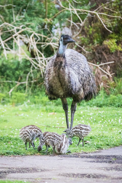 Mother Emu Stands Guard Over Striped Chicks, Tower Hill Wildlife Reserve, Australia