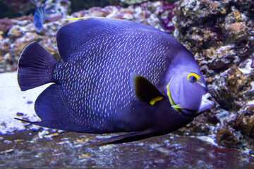 The French angelfish (Latin Pomacanthus paru) is blue in color with beautiful transverse stripes in the form of scales on a dark background of the seabed. Marine life, fish, subtropics.