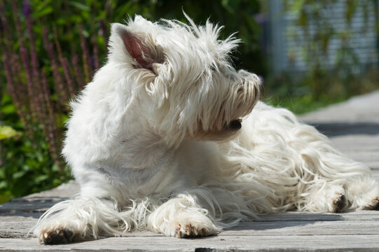 West Highhland White Terrier auf der Terrasse