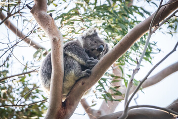 Obraz premium Koala’s Serene Siesta on a Lush Eucalyptus Branch