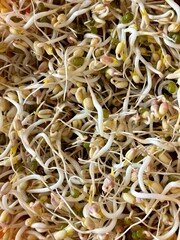 Mound of sprouted mung beans with small roots for eating an orange bowl. Concept of diet, vegetarianism, vegan, healthy products and proper nutrition.