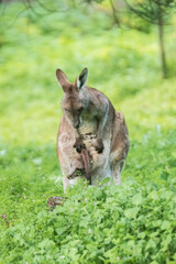 Mother Kangaroo’s Tender Embrace in the Australian Wild, Tower Hill Wildlife Reserve, Australia