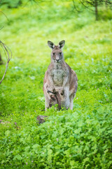 Mother Kangaroo’s Tender Embrace in the Australian Wild, Tower Hill Wildlife Reserve, Australia