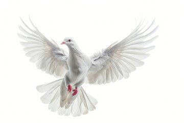 Obraz premium white dove flies free
